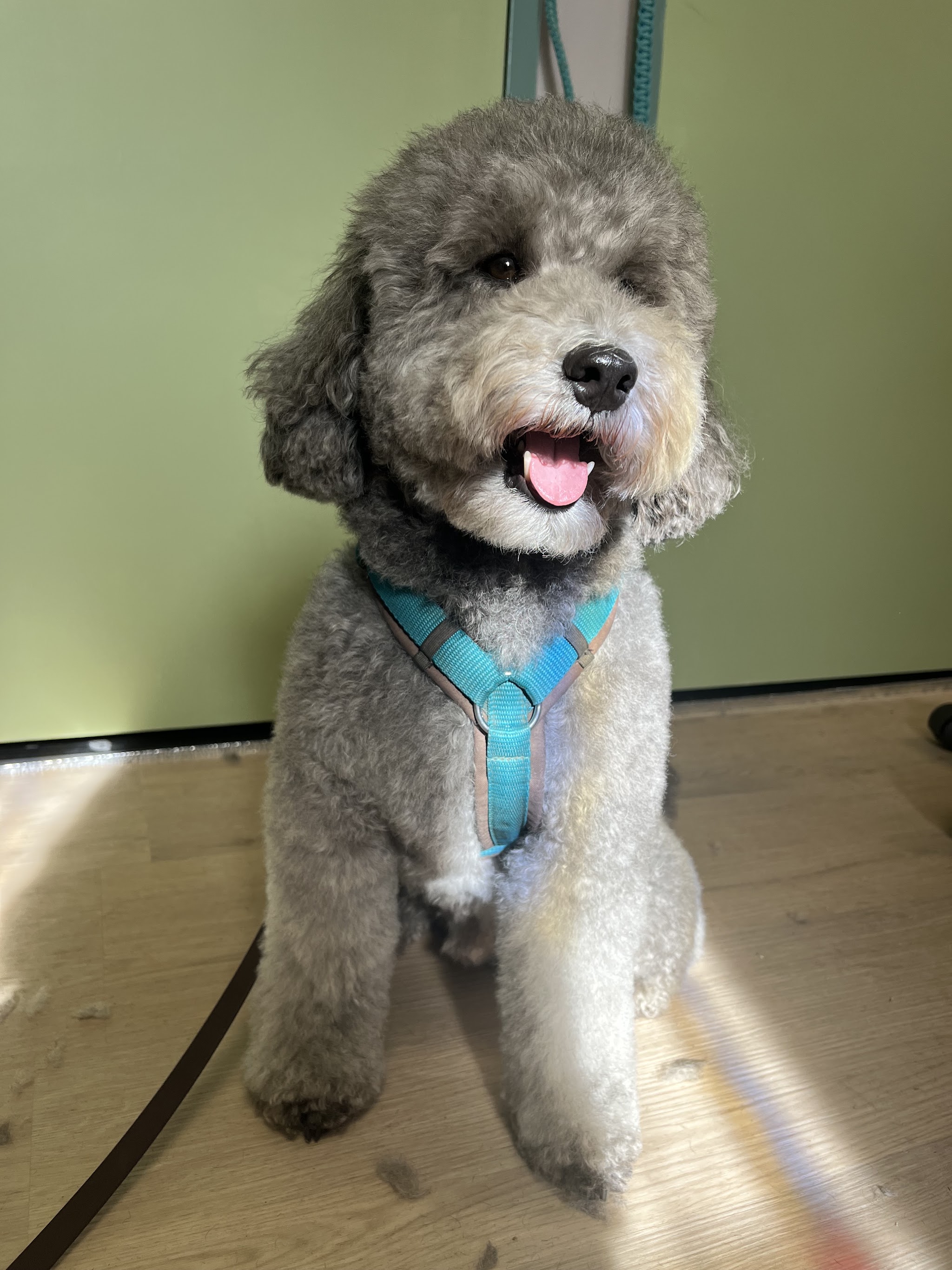 Grijze krullende hond met een blauw tuigje, zittend op een houten vloer in de trimsalon