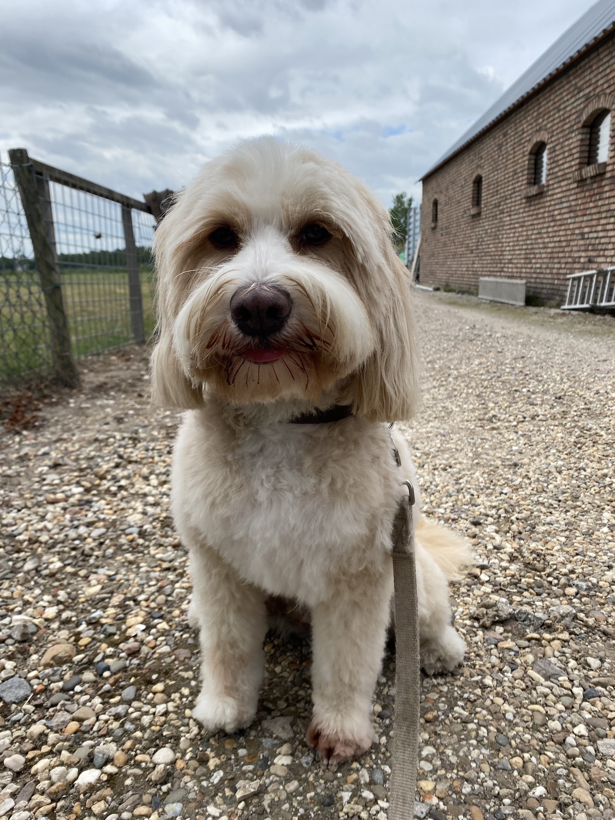 Blonde krullende hond zittend op het grind voor een bakstenen schuur