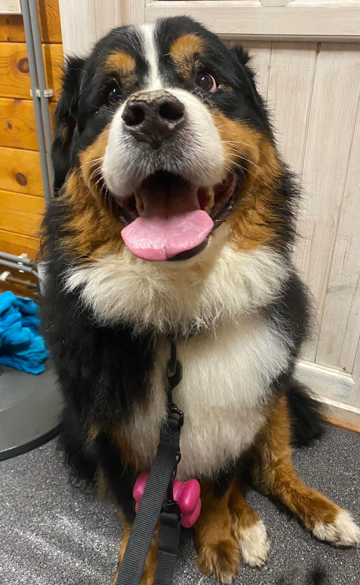 Berner sennenhond met een blije snuit in de salon