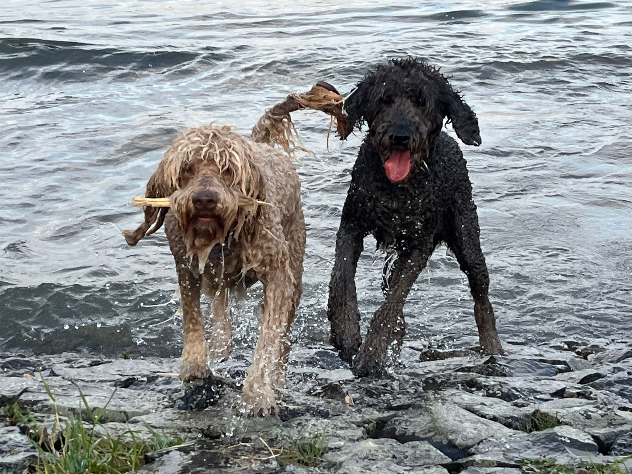 Twee natte krullende honden aan de waterkant, met een tak in de bek