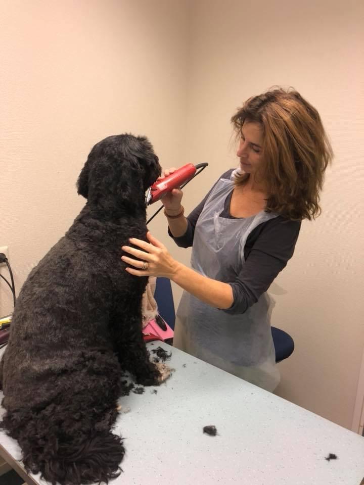 Astrid knipt een zwarte krullende hond op de trimtafel