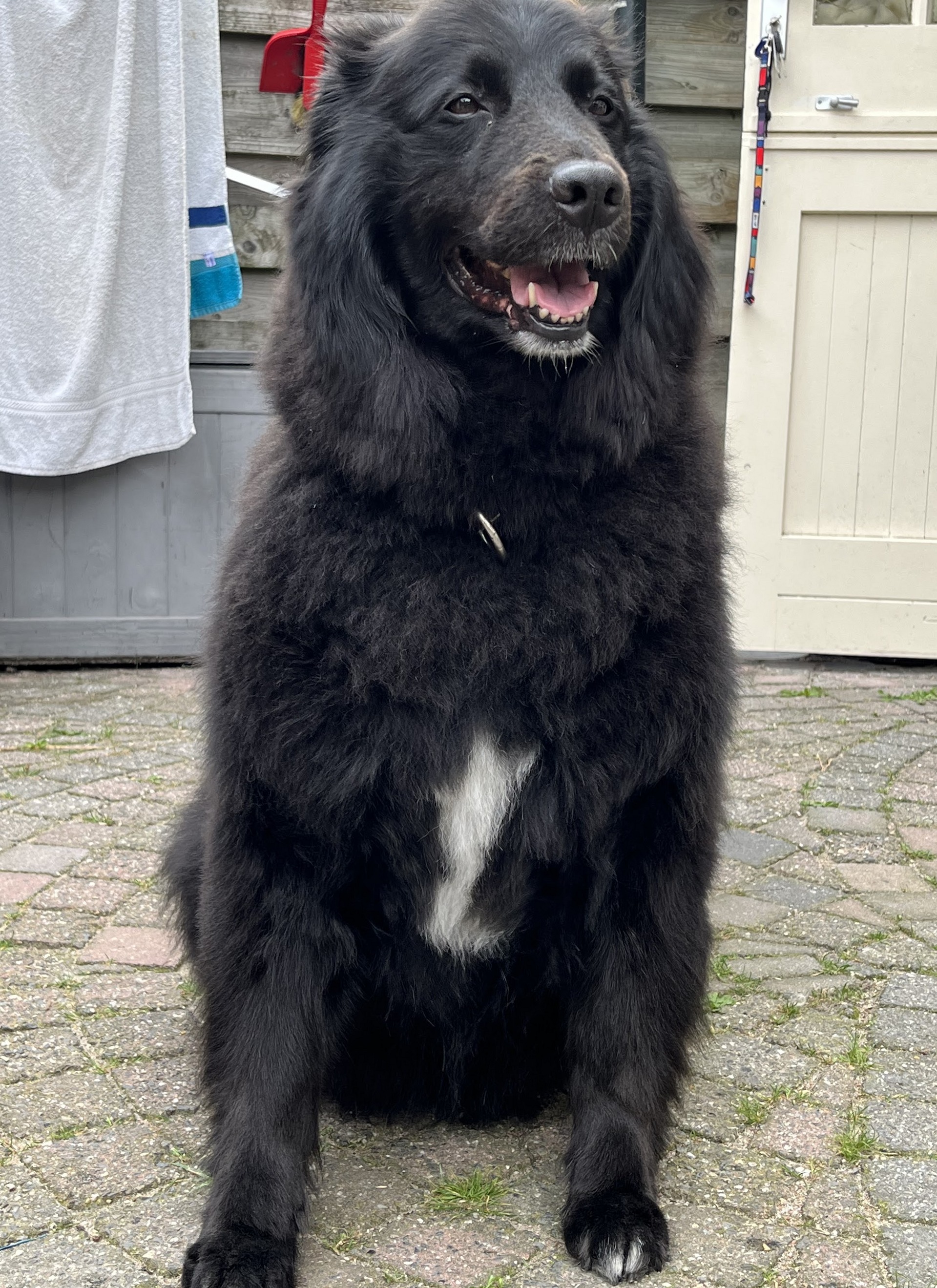 Grote zwarte langharige hond met een witte bef, zittend op een binnenplaats
