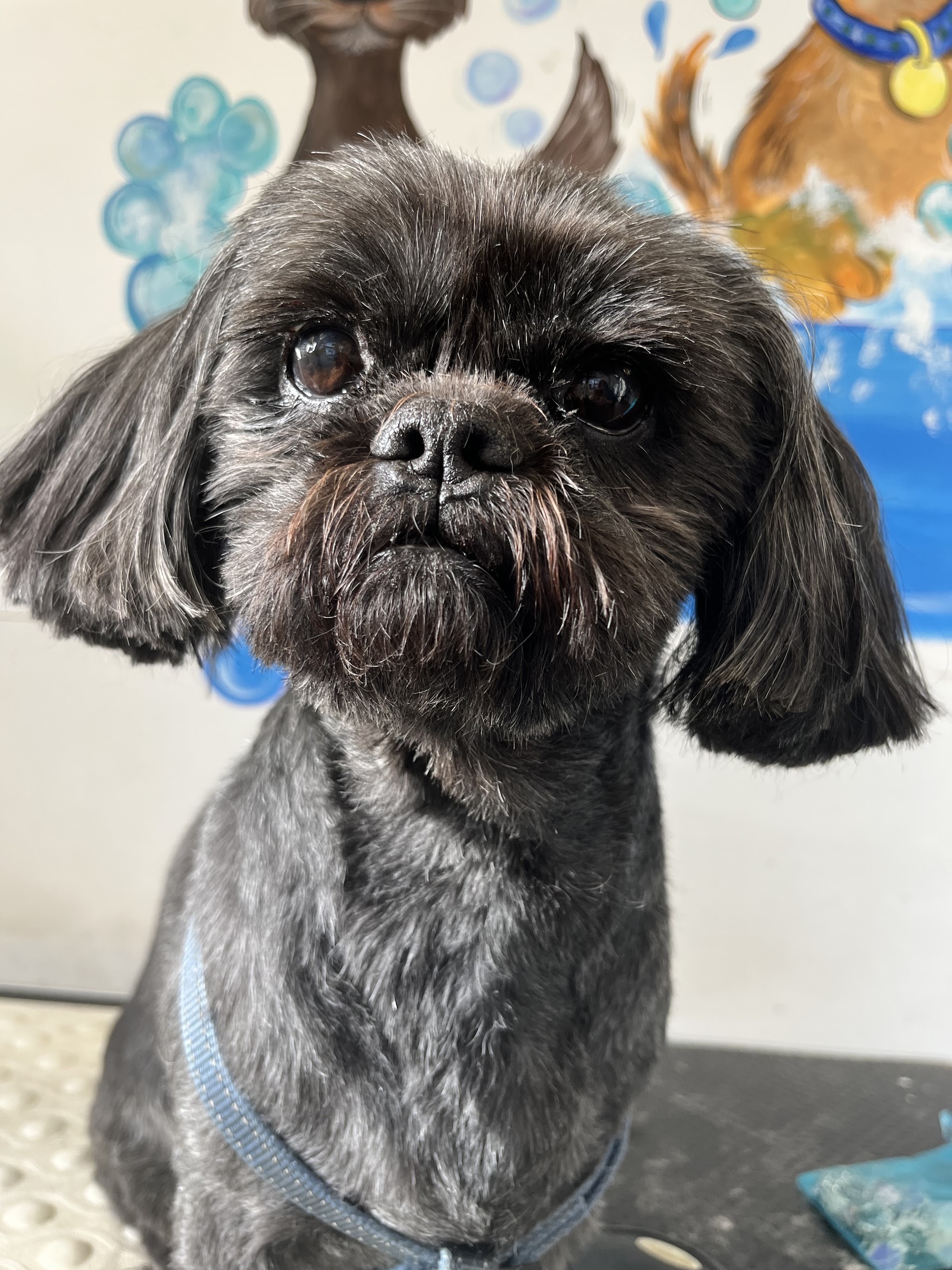 Klein zwart hondje met hangoren voor de beschilderde muur van de salon